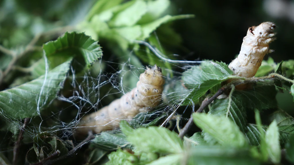 Silk production in Georgia goes back to the 5th century