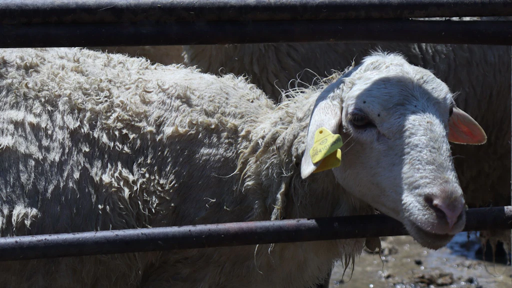 NAITS is designed to record the origin and health status of animals, particularly those on the move.