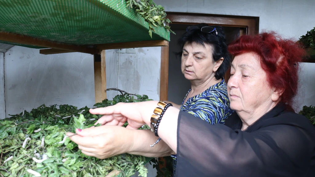 Nunu helping a silk producer with rearing silk worms